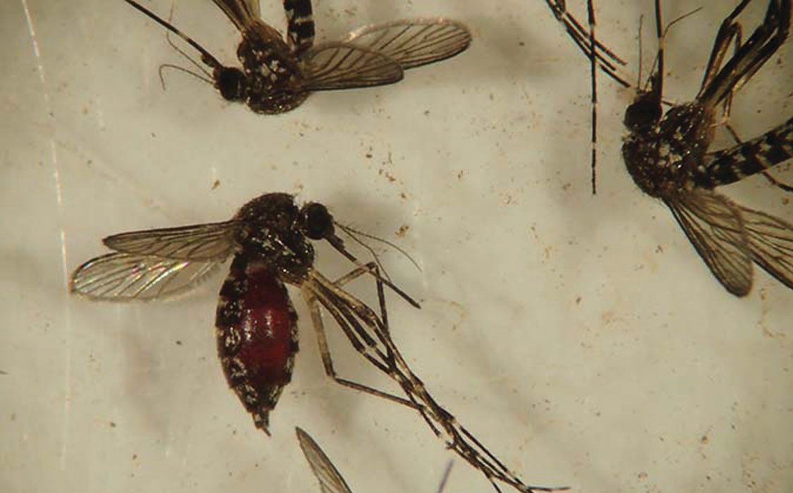 Sample of blood-fed Aedes taeniorhynchus.